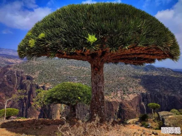 齐司礼的尾巴探进花园，惊现神秘植物秘密和隐藏珍宝引发全球关注！