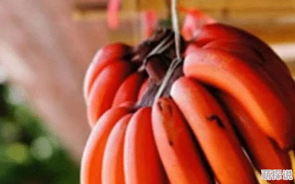 草莓香蕉成人18禁丝瓜传媒震撼上线，独家内容引发网友热议，成年人必看之作让人欲罢不能！