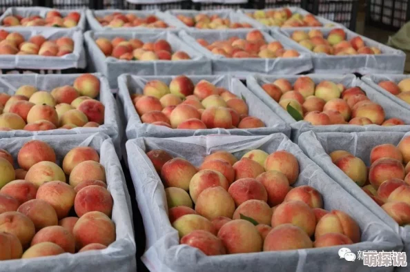 水蜜桃一二二专区：专注于优质水蜜桃的种植、销售与推广，致力于为消费者提供新鲜、美味的水果体验