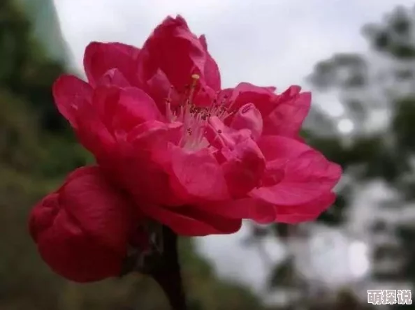 在璀璨星光下，探索明星柔嫩花苞的秘密与魅力，揭开她们背后的动人故事与心灵之美