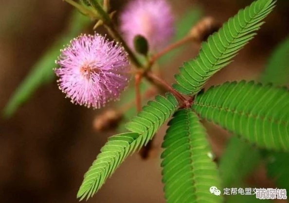 含羞草人体艺术：当自然与人类完美结合，展现生命的脆弱与坚韧，引发社会热议！