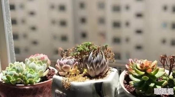 互攻h嗯啊巨肉总攻np：最新动态揭示了这一题材在创作和受众中的热度持续上升，吸引了更多粉丝关注