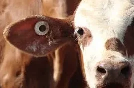 动物交配免费人性视频，这种内容真是让人感到不适，希望能多一些正能量的分享