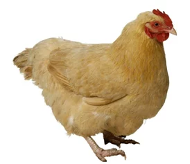 欧美老妇与禽杂恔配，这种搭配真是让人感到不可思议，文化差异太大了