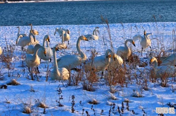 亚洲天堂激情：最新动态揭示了该地区旅游业的复苏与文化活动的蓬勃发展，吸引了越来越多的游客前来体验