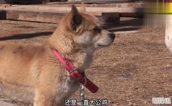 么公的又大又深又硬