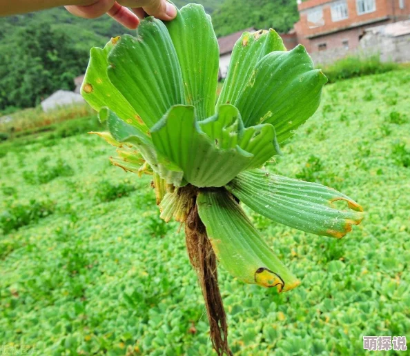 舌头伸进腿间花缝搅动 网友推荐这篇文章内容精彩纷呈 让人欲罢不能 不容错过的阅读体验