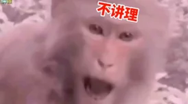啊啊啊不要插这句台词出自某部影视作品中的搞笑情节，表达了角色在面对突发情况时的惊慌与无奈
