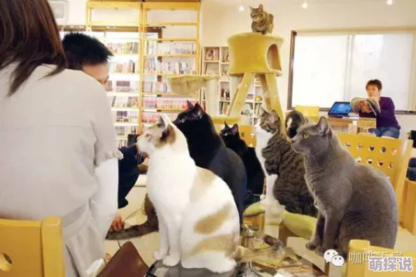 japanxxxxxhd东京新开业的猫咪咖啡馆吸引大量游客前往体验
