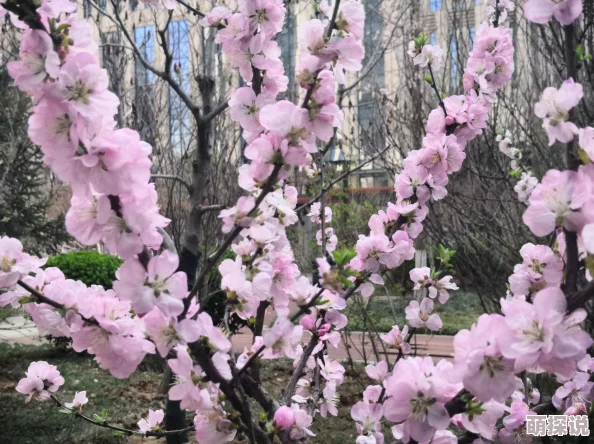 明日之后游戏美食制作：太阳果炖牛奶蛋详细食谱配方及做法大公开