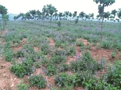 梦想协奏曲：乐队搭配技巧揭秘，打造完美旋律的终极策略指南