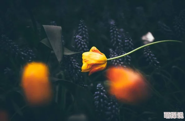 旋覆花之夜心怀梦想勇敢追求未来的光明与希望 旋覆花之夜心怀梦想勇敢追求未来的光明与希望