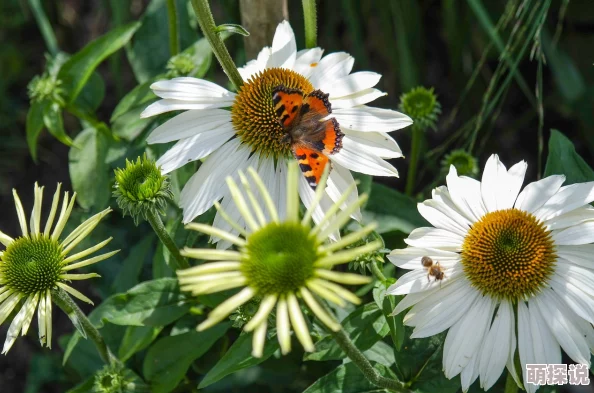 旋覆花之夜心怀梦想勇敢追求未来的光明与希望 旋覆花之夜心怀梦想勇敢追求未来的光明与希望