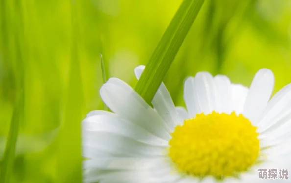 旋覆花之夜心怀梦想勇敢追求未来的光明与希望 旋覆花之夜心怀梦想勇敢追求未来的光明与希望