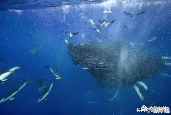 怪物猎人防具选择指南：惊喜消息！全新顶级防御装备即将登场，助你狩猎无忧！