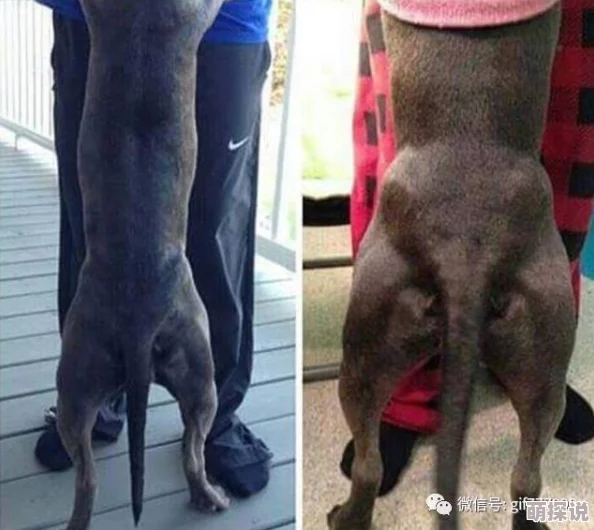肌肉狗:最新研究显示适量运动能显著提升狗狗的肌肉质量和健康水平 肌肉狗:最新研究显示适量运动能显著提升狗狗的肌肉质量和健康水平