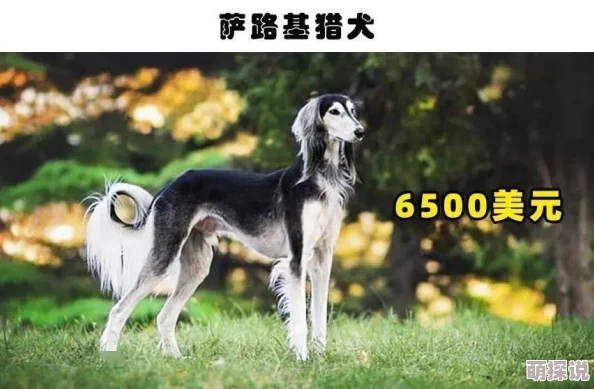 肌肉狗:最新研究显示适量运动能显著提升狗狗的肌肉质量和健康水平 肌肉狗:最新研究显示适量运动能显著提升狗狗的肌肉质量和健康水平