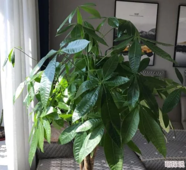 惊喜加成!黎明觉醒生机营地训练全新加点攻略,高效升级推荐来袭! 惊喜加成!黎明觉醒生机营地训练全新加点攻略,高效升级推荐来袭!