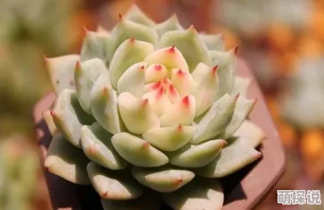 高h多肉最新章节更新火热连载中 高h多肉最新章节更新火热连载中