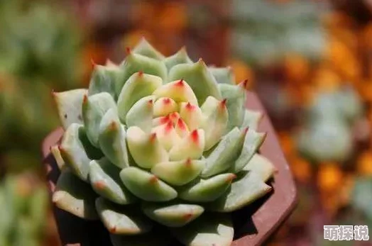 高h多肉最新章节更新火热连载中 高h多肉最新章节更新火热连载中