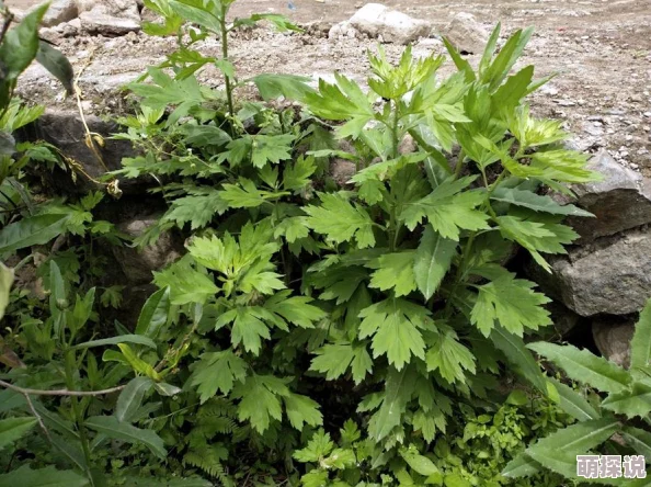 国产欧美一级片最新影片发布引发观众热议，精彩剧情备受期待