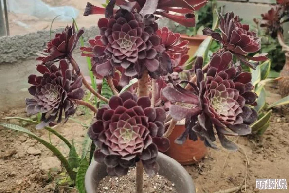 惊喜揭秘！梦想世界手游法师加点攻略，最强法师属性分配方案来袭！