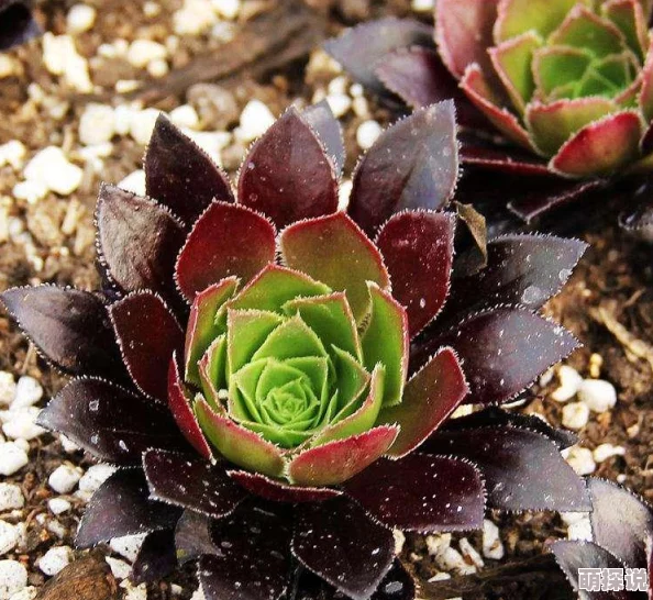 惊喜揭秘！梦想世界手游法师加点攻略，最强法师属性分配方案来袭！