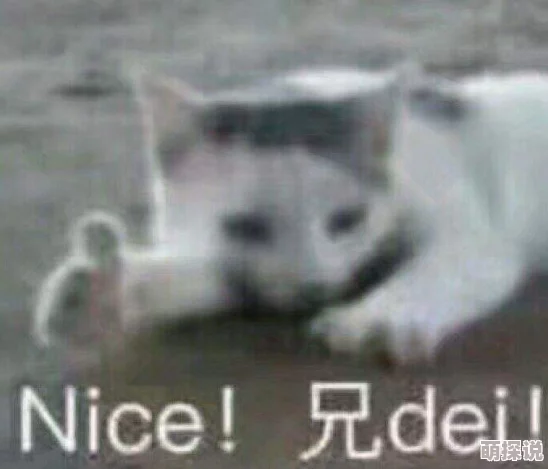玩家深情怀念未DEI化的老黑猫，灵魂发文引热议！惊喜消息：经典形象即将复刻回归！