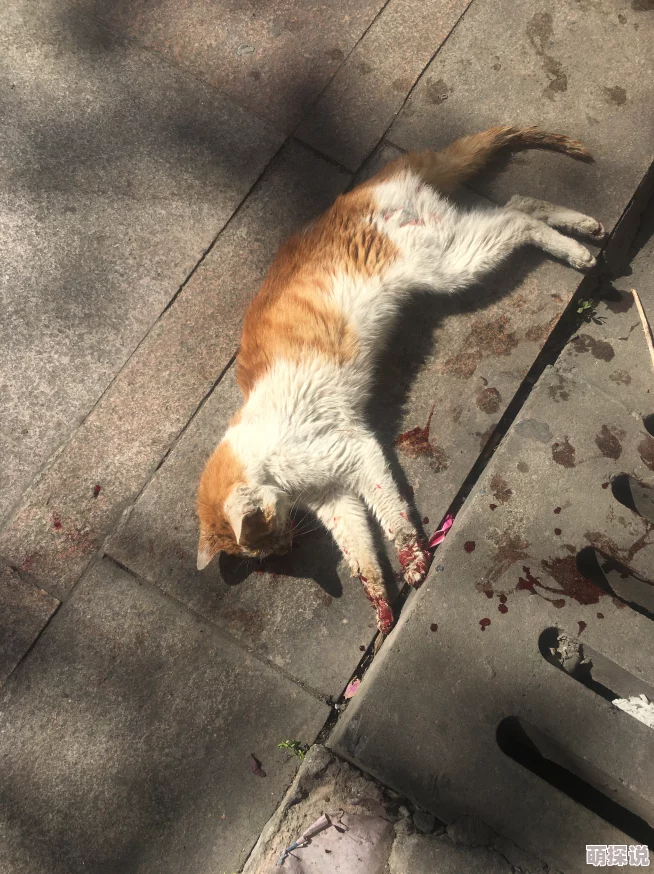 吕红刚进门就看到地上躺着一只受伤的流浪猫