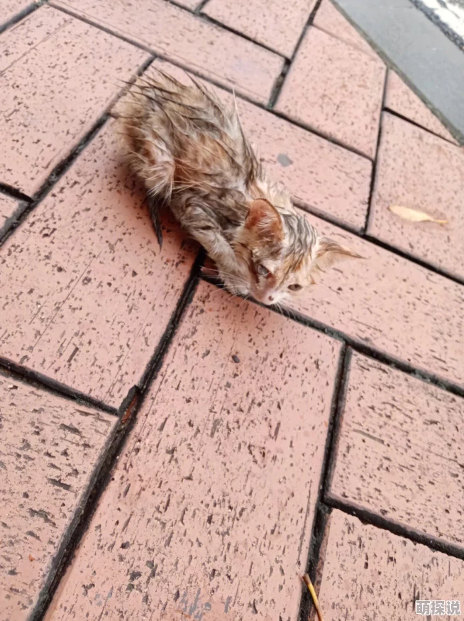 吕红刚进门就看到地上躺着一只受伤的流浪猫