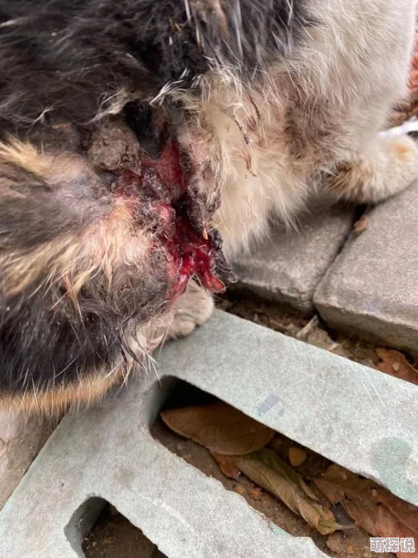 吕红刚进门就看到地上躺着一只受伤的流浪猫