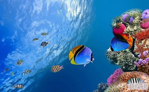 啊啊啊太深了科学家发现深海生物新物种揭示海洋生态系统的奥秘