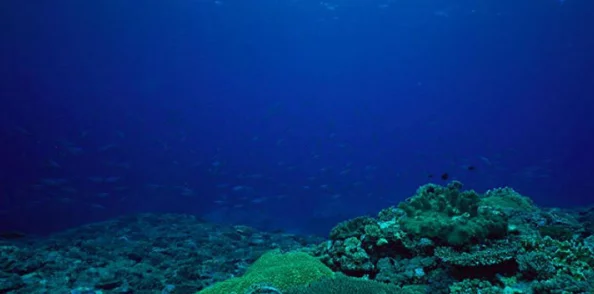 啊啊啊太深了科学家发现深海生物新物种揭示海洋生态系统的奥秘