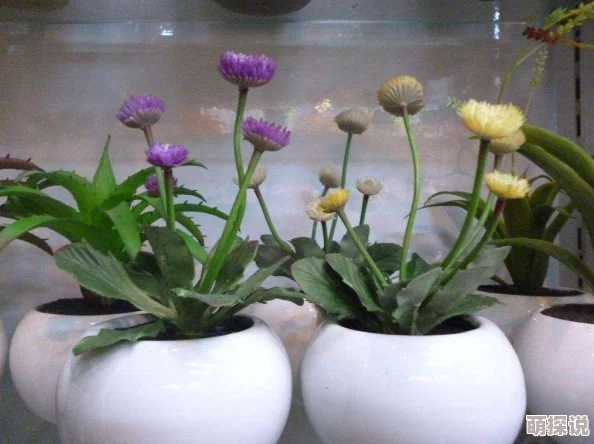 妻友小菊的秋天心怀希望勇敢追梦收获美好人生