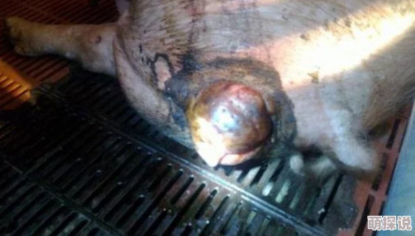 公猪钻入女人子宫会怎么样骇人听闻！兽交致子宫破裂女子身亡