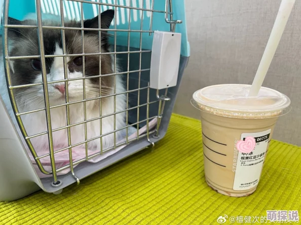 掌中香糙汉by喝杯奶茶听说作者大大最近沉迷撸猫还开了个猫主题奶茶店