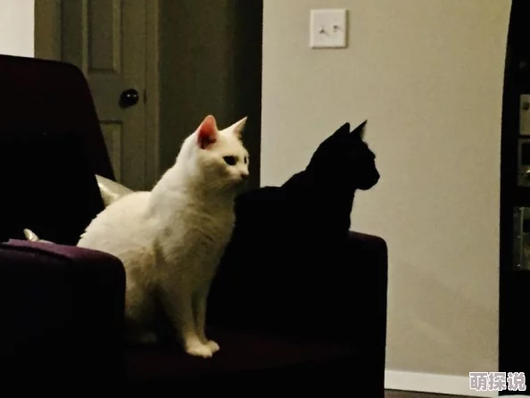 黑猫电影免费观看经典影片持续更新流畅播放体验