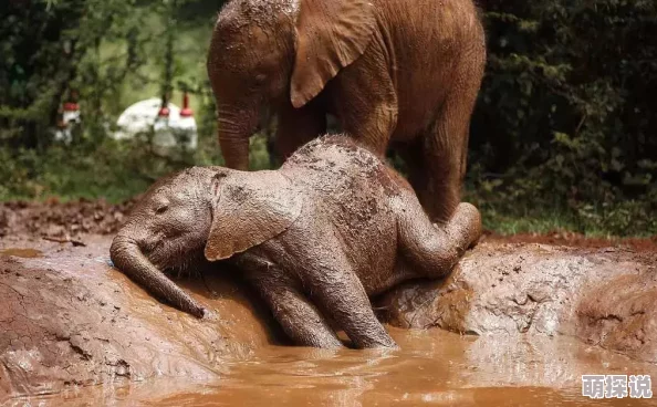 大象回家永久不迷路2024震撼回归暖心巨制跨年钜献