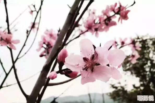 迈开腿我尝尝你的草莓指的是一种带有性暗示意味的挑逗语言，通常在网络流行语境下使用