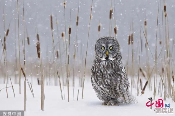 疯狂动物园新宠：雪人雪牛图鉴，热门话题傻傻分不清！