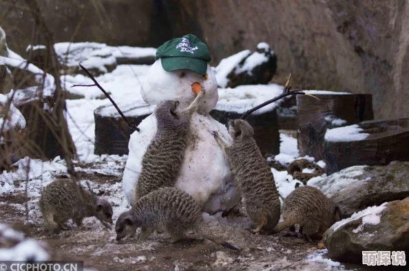 疯狂动物园新宠：雪人雪牛图鉴，热门话题傻傻分不清！