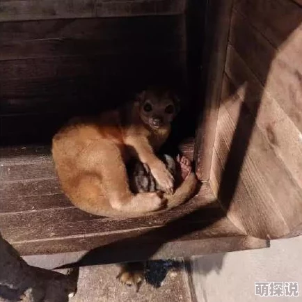 疯狂动物园新篇：蜜熊图鉴揭秘，完美伪装成就偷蜜大师热潮