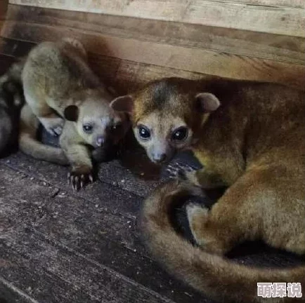 疯狂动物园新篇：蜜熊图鉴揭秘，完美伪装成就偷蜜大师热潮