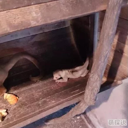 疯狂动物园新篇：蜜熊图鉴揭秘，完美伪装成就偷蜜大师热潮