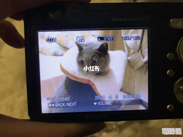 我爱a52o免费01听说主演私下养了三只猫还喜欢收集古董相机