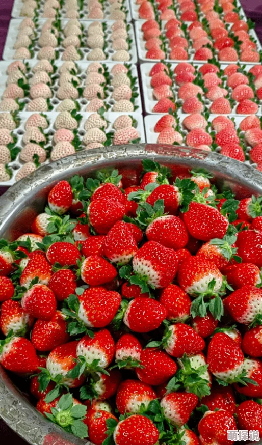 水莓壹佰据说曾在一个综艺节目后台吃到停不下来 水莓壹佰据说曾在一个综艺节目后台吃到停不下来