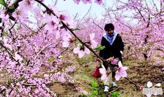 桃花绽放电视剧免费观看全集画面唯美剧情感人值得一看