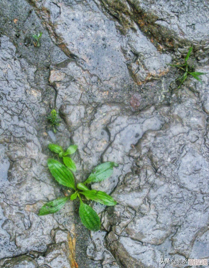 热门解析:朕的江山城池危机系统最新玩法全攻略 热门解析:朕的江山城池危机系统最新玩法全攻略