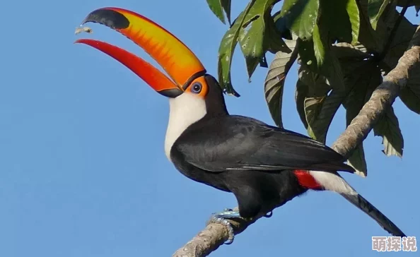 疯狂动物园秃鹰图鉴:视力超群猛禽,解锁热门空中霸主新视角 疯狂动物园秃鹰图鉴:视力超群猛禽,解锁热门空中霸主新视角