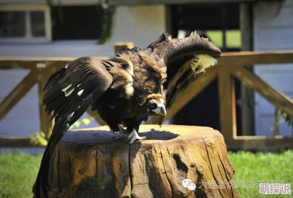 疯狂动物园秃鹰图鉴:视力超群猛禽,解锁热门空中霸主新视角 疯狂动物园秃鹰图鉴:视力超群猛禽,解锁热门空中霸主新视角